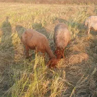 گوسفند ماده