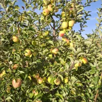 سیب درختی حدود ۳۰ تن در منطقه هشترود