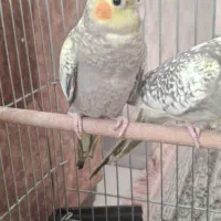 عروس هلندی نر و ماده|پرنده|اصفهان, شاهد|دیوار