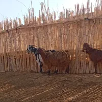 بز داشتی|حیوانات مزرعه|قصرشیرین, |دیوار