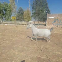 مادیون جوان یک شکم زاییده نژاد کرد