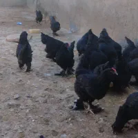 مرغ وخروس مرندی|حیوانات مزرعه|چناران, |دیوار