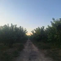 فروش ۱ هکتار