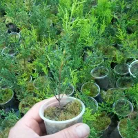 نشا لاوسون(سروطلایی)|گل و گیاه طبیعی|کلاچای, |دیوار