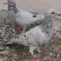 کفتر سرور|پرنده|اردکان, |دیوار
