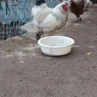 خروس|حیوانات مزرعه|صوفیان, |دیوار