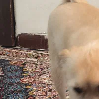 واگذاری رایگان سگ پامرین کراس