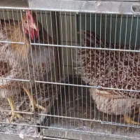 مرغ و خروس ویاندوت و سبرایت