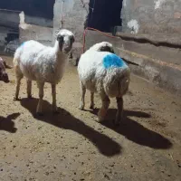 بره نر پای پروار