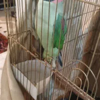 شاه طوطی سخنگو|پرنده|بستان آباد, |دیوار