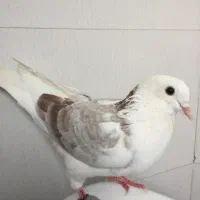 کفتر،کیوترپرشی کفترگرفتنی نروماده جوجه خوب