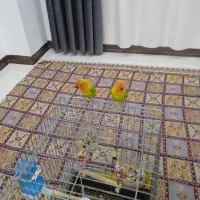 طوطی برزیلی|پرنده|سنندج, |دیوار