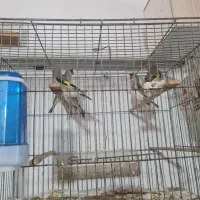 سهره درجه ۱|پرنده|یزد, |دیوار