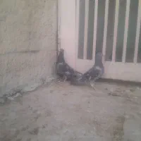 کبوتر گرفتنی|پرنده|فسا, |دیوار