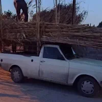 وانت بار سید