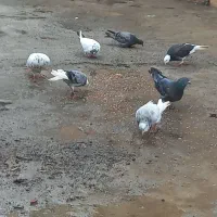 کبوتر|پرنده|سیمین شهر, |دیوار