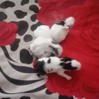 6عددخرگوش چهارتا بچه یک پدر یک مادر میفروشم