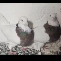 طوقی نرو ماده