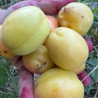 باغچه