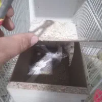 تعداد چند جفت عروس هلندی|پرنده|تایباد, |دیوار