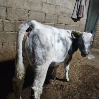 گوساله ماده سفید و آبی