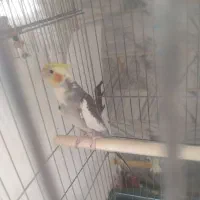 جفت|پرنده|کنگاور, |دیوار