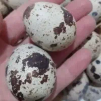تخم نطفه دار بلدرچین خارم