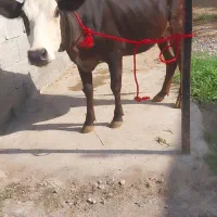 3راس‌گاوباگوساله‌نر‌،گاو‌آبستن‌سیاه‌بره
