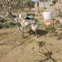 بره چینی چاق وقوچی بزومیش چاق خوسف|حیوانات مزرعه|خوسف, |دیوار