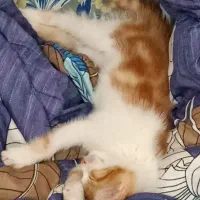 واگذاری گربه Dsh