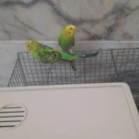 مرغ عشق|پرنده|یزد, |دیوار