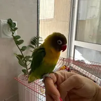 طوطی برزیلی بالغ و مهربون و تخم گزار|پرنده|کرج, منظریه|دیوار