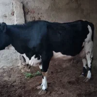 گاو ابست|حیوانات مزرعه|هیرمند, |دیوار