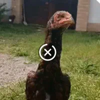 جوجه لاری