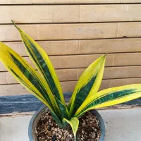 گل های شاداب