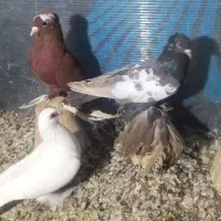 کبوتر|پرنده|تبریز, |دیوار