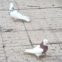 طوقی وکاشانی.تهرانی.بادوچرخه|پرنده|شاهینشهر, گرگاب|دیوار