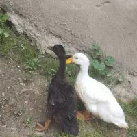 اردک