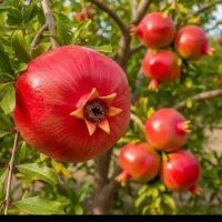 کارگر ساده کارگر  استخدام کارگر  باغبان کارگر باغ