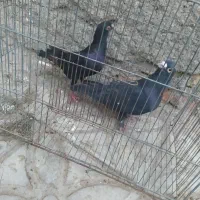 نرماده کلاغ1300