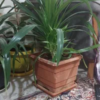 گلهای زیبا گلخونه ای نیستند