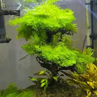 آکواریوم پلنت به همراه تمام متعلقات