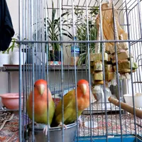طوطی برزیلی|پرنده|گلستان (تهران), |دیوار