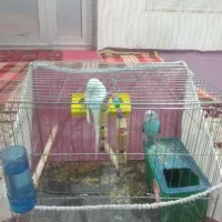 مرغ عشق سالم نر و ماده|پرنده|پارس‌آباد, |دیوار