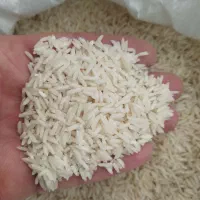 برنج طارم هاشمی اصل گیلان