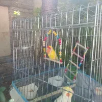 طوطی برزیلی نر معاوضه