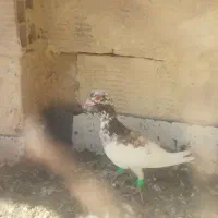 سبز کرمونی قلدر|پرنده|کاشمر, |دیوار