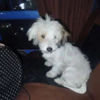 پاکوتا واگذاری