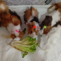 خوکچه هندی فشن