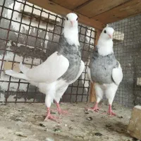 طوقی|پرنده|تهران, آشتیانی|دیوار